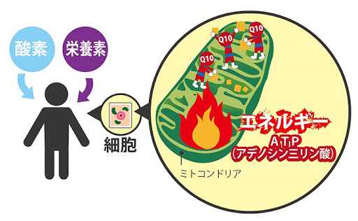 不妊はりきゅう、銀座、東京、銀のすず
