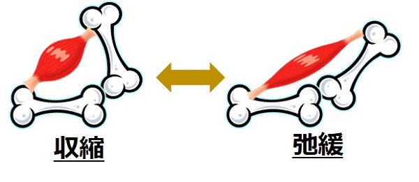 マグネシウム、カルシウム、筋肉に弛緩