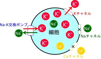 マグネシウム、不妊、針灸、銀座